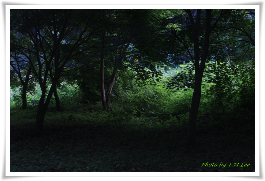 보석사 숲-2.jpg